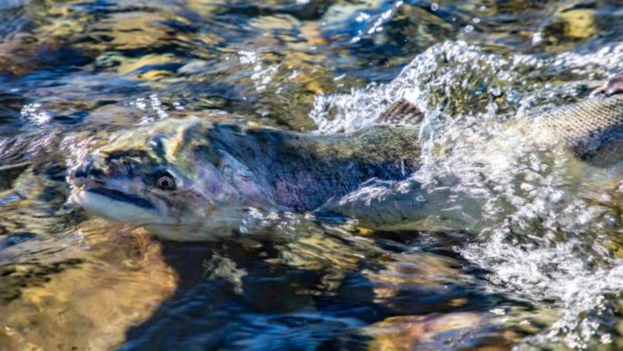 Salmon Salvage at Highbank Powerstation on the Rakaia River (updated)