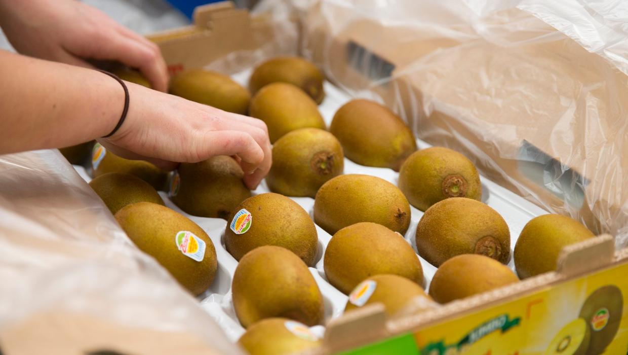 Zespri organic kiwifruit recalled in the US over fears of listeria  contamination